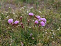 Armeria maritima Malmödammen, Tygelsjö ängar, Malmö, Sweden 20140510_0001