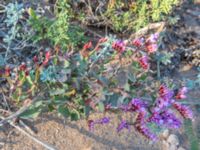 Limonium mucronatum Oued Massa, Morocco 20180224_0251
