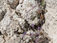 Limonium vulgare Olenovka, Crimea, Russia 20150911_0106