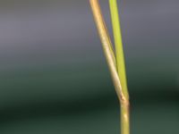 Agrostis capillaris Hallands Väderö, Båstad, Skåne, Sweden 20200627_0050