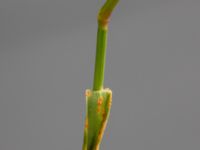 Agrostis capillaris SÖ p-pl, Potatisåkern, Malmö, Skåne, Sweden 20220625_0005