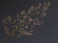 Agrostis capillaris SÖ p-pl, Potatisåkern, Malmö, Skåne, Sweden 20220625_0010