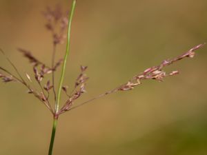 Agrostis gigantea - Black Bent - Storven