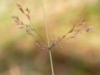 Agrostis gigantea Skjutbanan, Lernacken, Malmö, Skåne, Sweden 20190727_0047