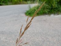 Agrostis stolonifera Nedfarten Limhamns kalkbrott, Malmö, Skåne, Sweden 20200729_0012