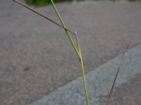Agrostis stolonifera Nedfarten Limhamns kalkbrott, Malmö, Skåne, Sweden 20200729_0014