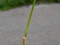 Agrostis stolonifera Nedfarten Limhamns kalkbrott, Malmö, Skåne, Sweden 20200729_0015