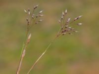 Aira caryophyllea Bengta Rasmus väg, Borgeby, Lomma, Skåne, Sweden 20190602_0284