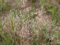 Aira caryophyllea Ellagård, Krankesjön, Lund, Skåne, Sweden 20160626_0018