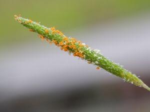 Alopecurus aequalis - Orange Foxtail - Gulkavle