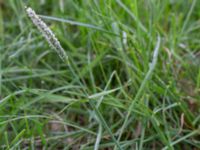 Alopecurus geniculatus Kungsmarken, Lund, Skåne, Sweden 20160528_0055