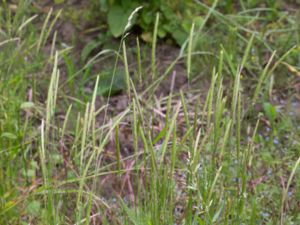 Alopecurus myosuroides - Black-grass - Renkavle