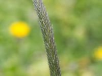 Alopecurus pratensis ssp. pratensis Liaängen, Kågeröd, Svalöv, Skåne, Sweden 20160518_0066