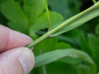 Anisantha sterilis Skånegården, Bunkeflostrand, Malmö, Skåne, Sweden 20170517_0043