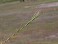 Apera interrupta Lilljonskärr, Jordhamn, Borgholm, Öland, Sweden 20190525_0119