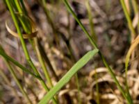 Arrhenatherum elatius Edeborg, Malmö, Skåne, Sweden 20160602_0039