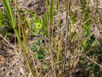 Arrhenatherum elatius Edeborg, Malmö, Skåne, Sweden 20160602_0040