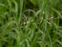 Arrhenatherum elatius Fjelie, Lomma, Skåne, Sweden 20160806_0014