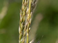 Arrhenatherum elatius Mellangård, Lomma, Skåne, Sweden 20180615_0015