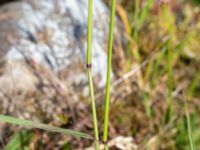 Arrhenatherum elatius ssp. elatius Nyhamns fälad, Höganäs, Skåne, Sweden 20190601_0118