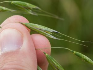 Avena fatua - Common Wild Oat - Flyghavre