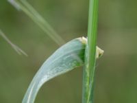 Avena fatua Tjustorps industribt, Svedala, Skåne, Sweden 20170629_0010