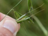 Avena fatua Tjustorps industribt, Svedala, Skåne, Sweden 20170629_0015