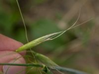 Avena fatua Vångavägen, Malmö, Skåne, Sweden 20190630_0110