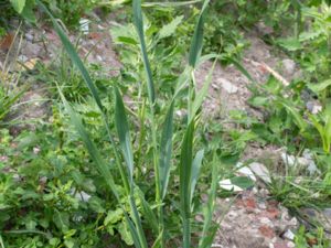 Avena sativa - Wild Oat - Havre