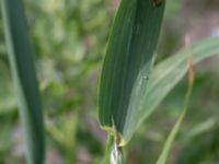 Avena sativa Jordhögar S grodreservatet, Norra hamnen, Malmö, Skåne, Sweden 20160729_0051