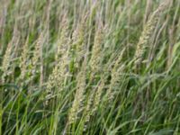 Avenula pubescens Gessie villastad, Vellinge, Skåne, Sweden 20150621_0068