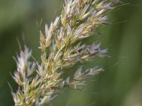 Avenula pubescens Gessie villastad, Vellinge, Skåne, Sweden 20150621_0069