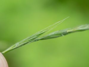 Brachypodium sylvaticum - Slender False Brome - Lundskafting