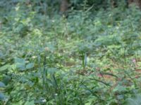 Brachypodium sylvaticum Övedsgården, Sjöbo, Skåne, Sweden 20160714B_0089