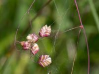 Briza media Gyetorpskärret, Kristianstad, Skåne, Sweden 20160628_0138