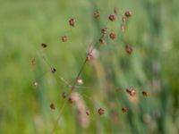 Briza media Toarpsdammen, Malmö, Skåne, Sweden 20190621_0192