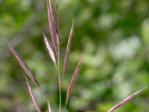 Bromopsis erecta - Upright Brome - Raklosta