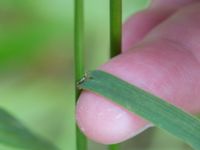 Bromopsis inermis N pumphuset, Tygelsjö ängar, Skåne, Sweden 20170923_0041