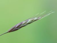 Bromus arvensis Tjustorps industriby, Svedala, Skåne, Sweden 20170701_0014