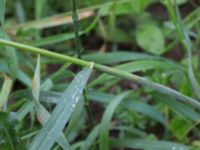 Bromus arvensis Tjustorps industriby, Svedala, Skåne, Sweden 20170701_0018