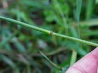 Bromus arvensis Tjustorps industriby, Svedala, Skåne, Sweden 20170701_0019