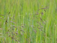 Bromus arvensis Tjustorps industriby, Svedala, Skåne, Sweden 20170701_0074