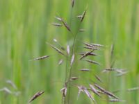 Bromus arvensis Tjustorps industriby, Svedala, Skåne, Sweden 20170701_0076