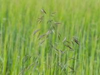 Bromus arvensis Tjustorps industriby, Svedala, Skåne, Sweden 20170701_0080