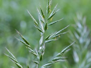 Bromus hordeaceus - Soft-brome - Luddlosta