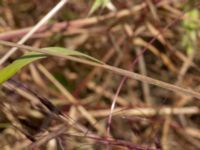 Bromus hordeaceus 860 m NE Gränskulla, Malmö, Skåne, Sweden 20190630_0092