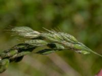 Bromus hordeaceus ssp. hordeaceus Scen Österlen, Skåne, Sweden 20190623_0167