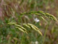 Bromus lepidus Jordhögar Hyllie, Malmö, Skåne, Sweden 20180604_0044