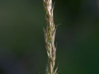 Calamagrostis arundinacea Mulasjön, Osby, Skåne, Sweden 20200731_0153