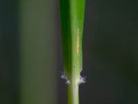 Calamagrostis arundinacea Mulasjön, Osby, Skåne, Sweden 20200731_0155